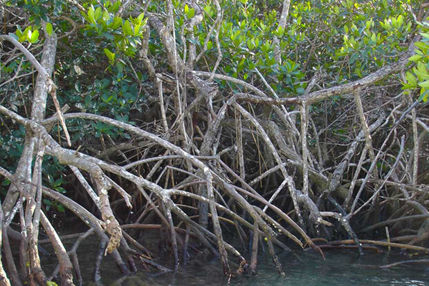 Mangrove