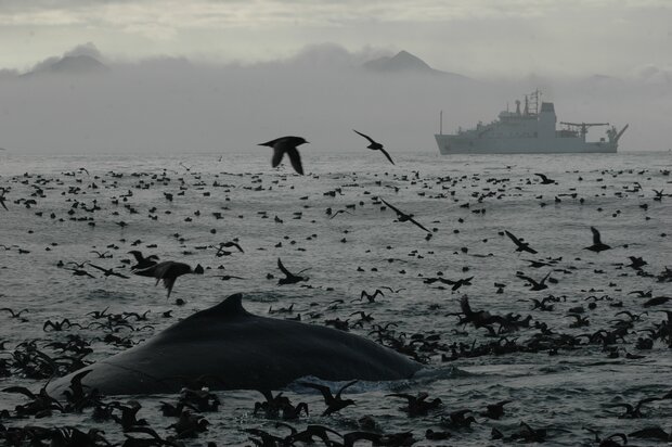Aleutian wildlife