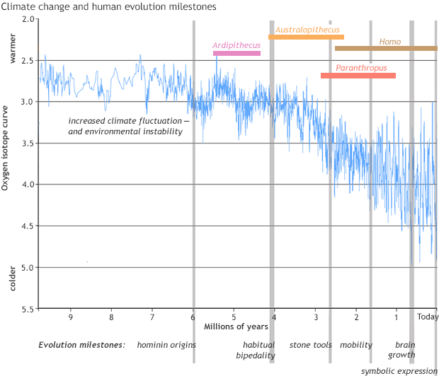 Human evolution milestones