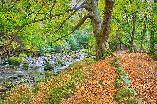 Leaf litter near water body