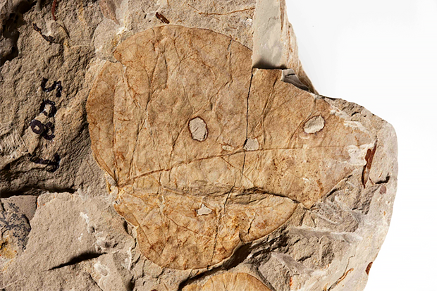 Bug-eaten fossil leaf