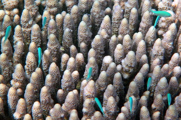 Fish in the Great Barrier Reef