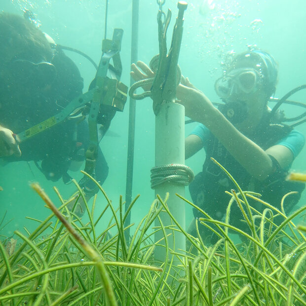 Seagrass sampling