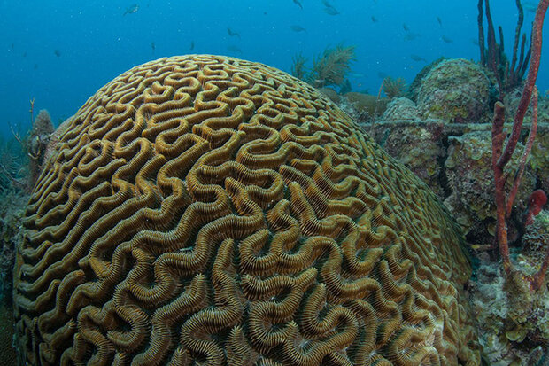 Coral at Dry Tortugas