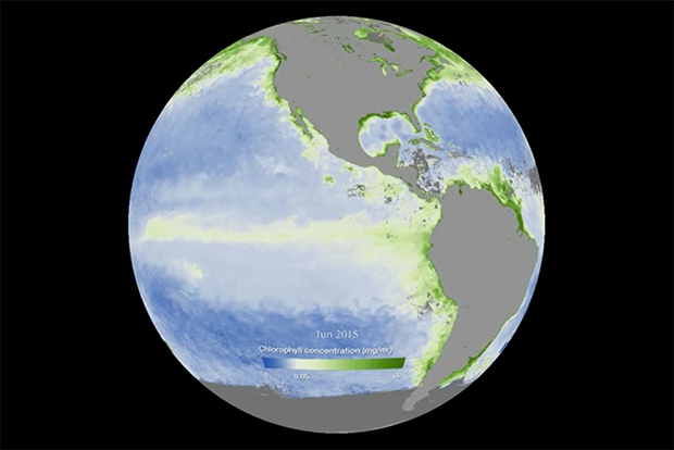 Map of Pacific chlorophyll concentration