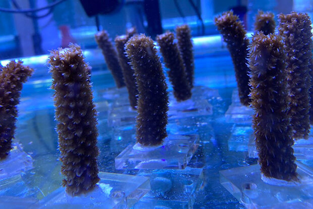Corals in experiment