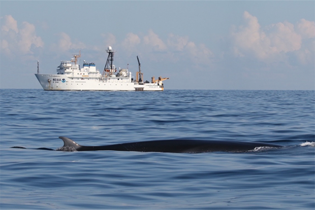 Ship and whale in Gulf of Mexico