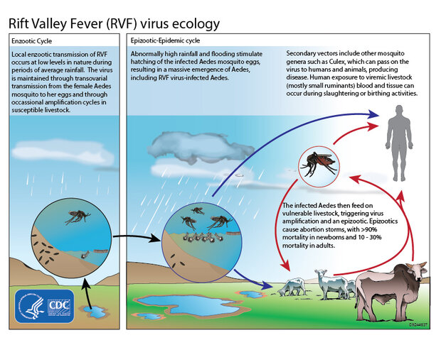 El Niño, East Africa, and Rift Valley Fever | NOAA 