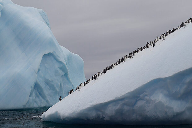 Penguins scaling iceberg