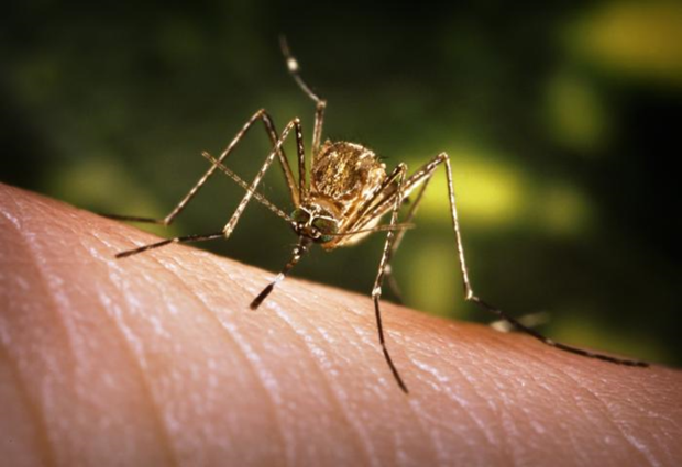 Close up of mosquito with black and white patterned legs on human skin