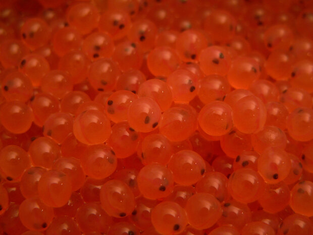 Orange sphere of salmon roe.
