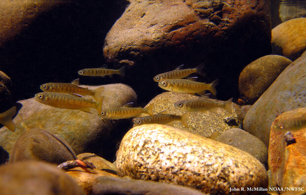 Juvenile small coho salmon swim in a river