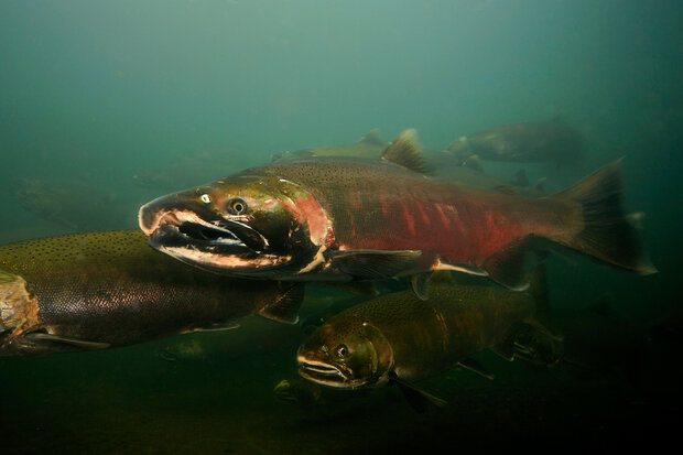 Alaska's salmon are shrinking, impacting coastal communities and