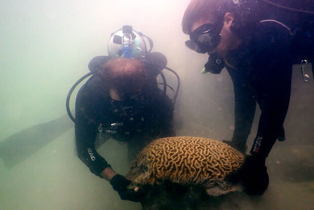 Coral rescue in progress