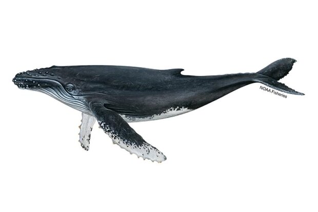 Humpback whale illustration