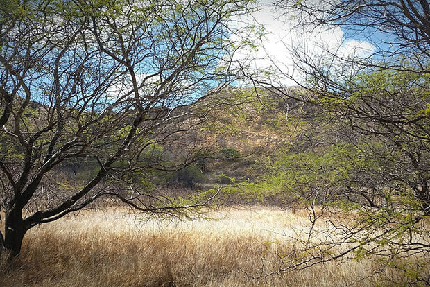 Diamond Head Crater Walk
