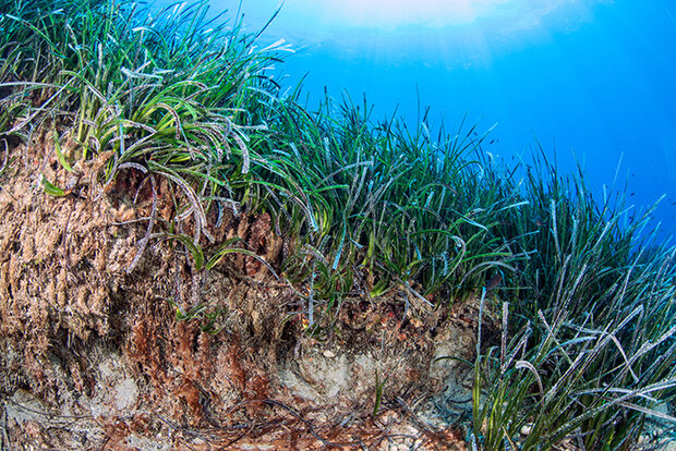 Seagrass bed
