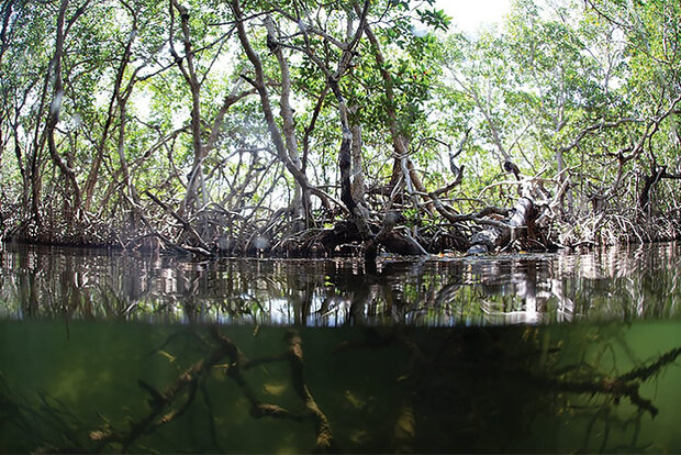 Mangrove