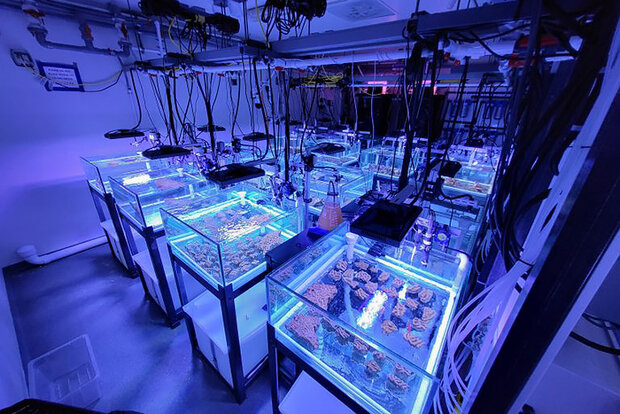 Tanks in experimental reef lab