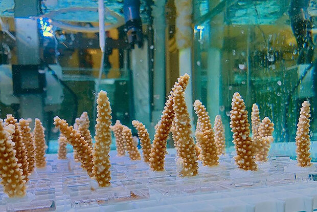 Staghorn corals