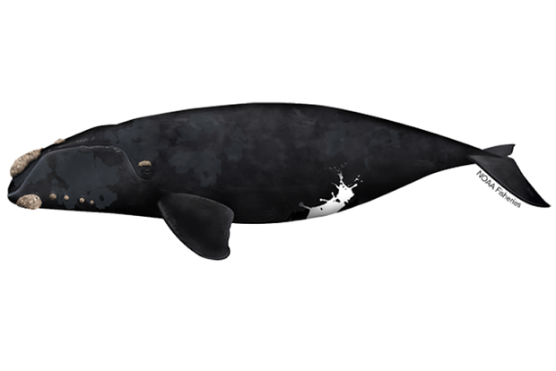 Whale illustration