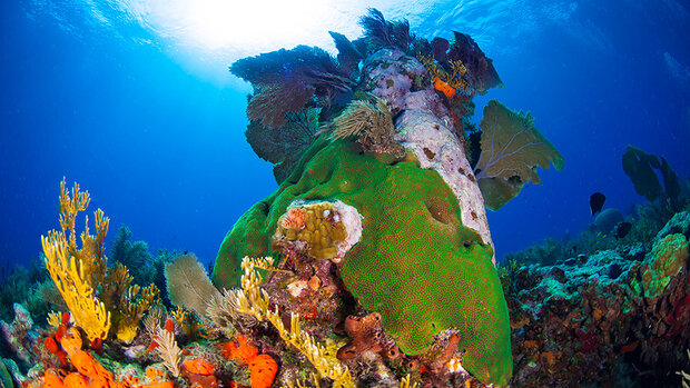 Colorful corals under the water surface