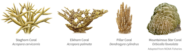 Illustrations of staghorn, elkhorn, pillar, and star corals