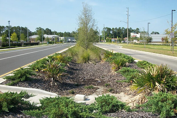 Vegetation in median