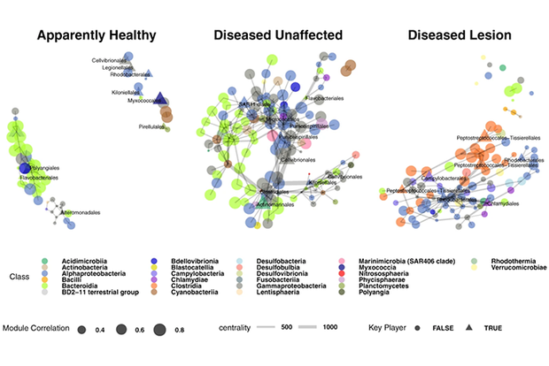 Paper figure on bacteria networks