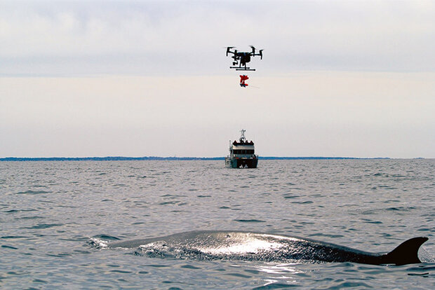 Drone approaching whale