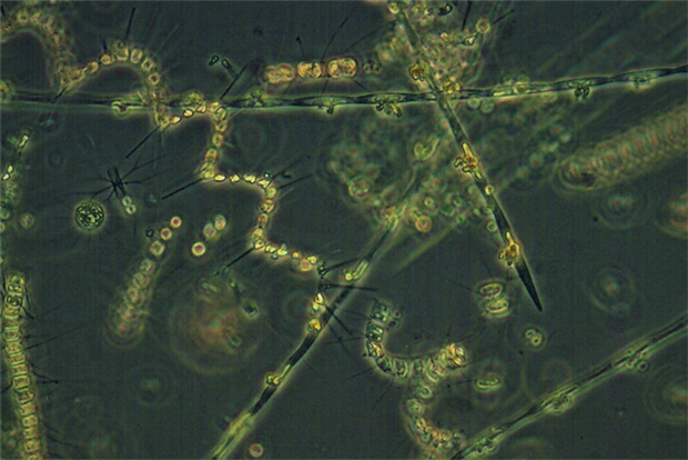Phytoplankton