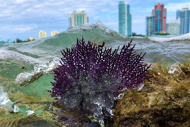 Coral against Miami skyline