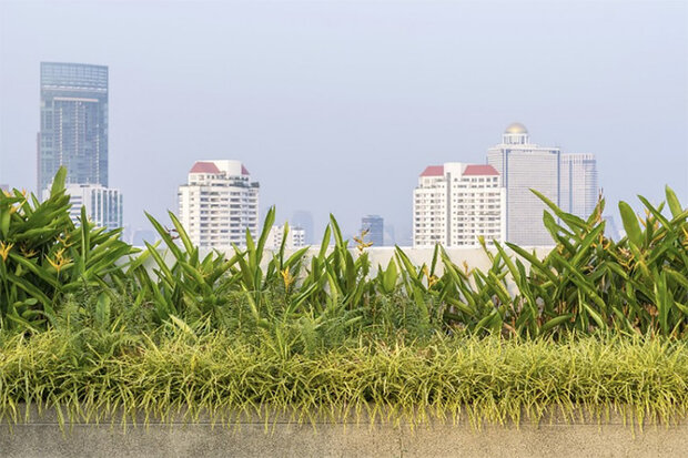 Plants against urban skyline
