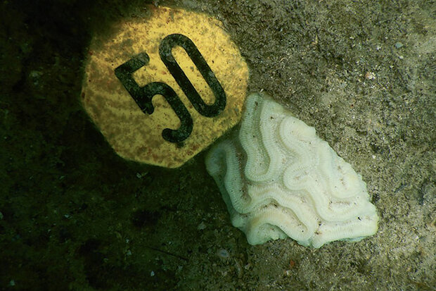 Bleached coral with identifying tag