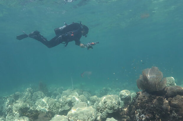 Diver swims over corals
