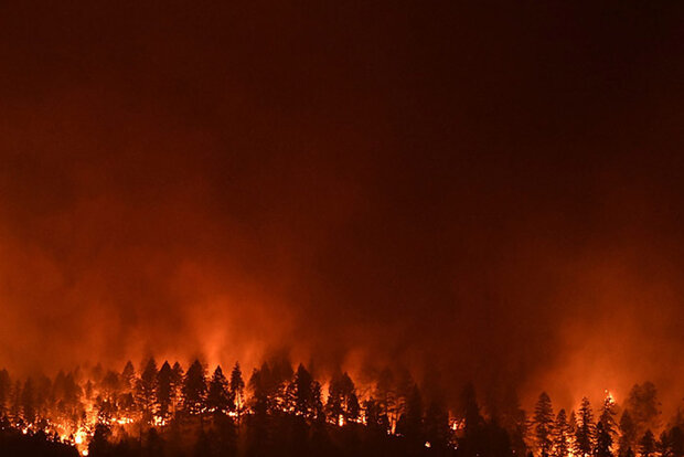 Wildfire flames and trees