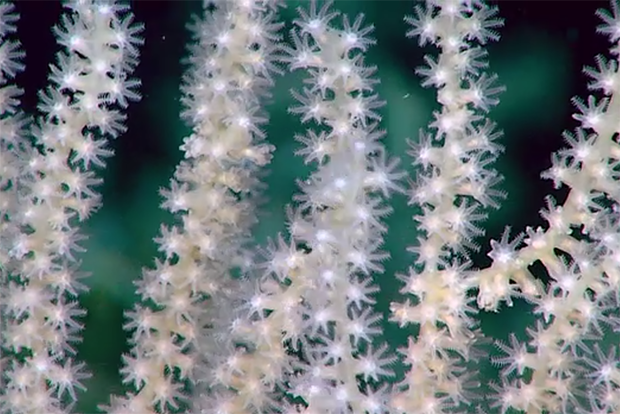 Corals in ocean water