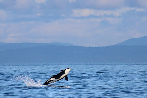 Whale breaching water surface