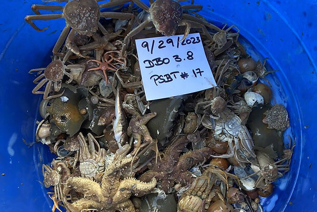 Collected marine specimens in dish