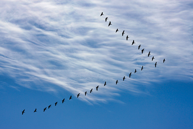 Blue sky with a V formed by two lines of geese flying 