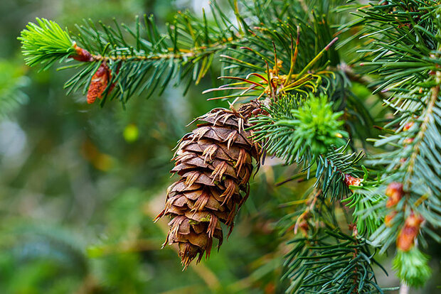 Closeup of pine cone