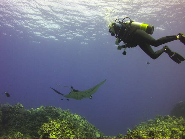 Diver with manta ray