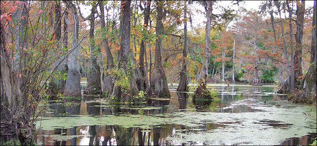 Merchants Millpond State Park