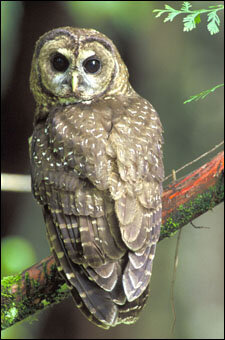 Northern spotted owl