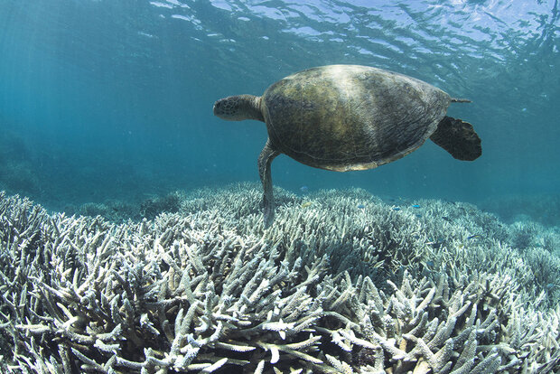Photo of turtle swimming over bleached coral.