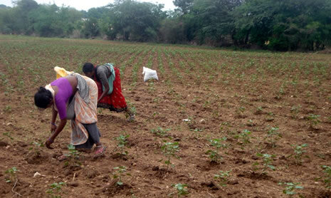 Women tending cotton in a field