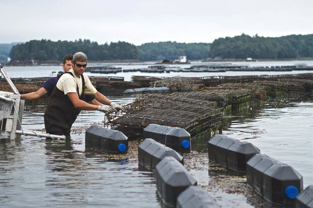 Shellfish farmers checking cages