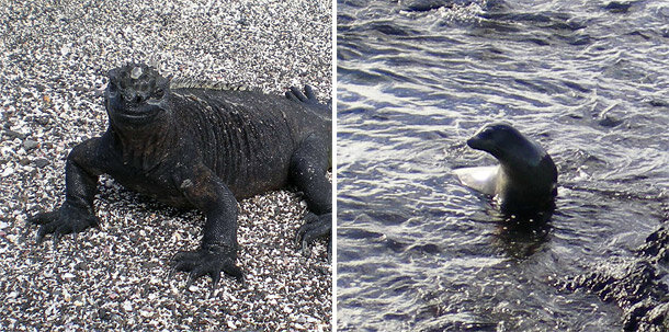 Marine iguana and fur seal