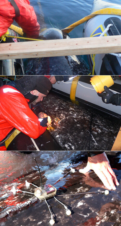 Narwhal tagging