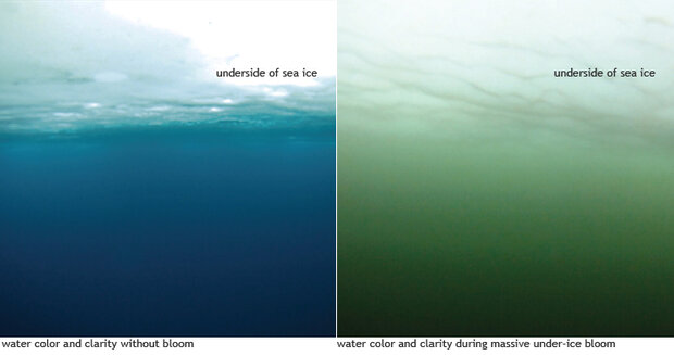Water colors with and without blooms